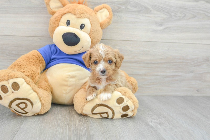 Meet Belize - our Cavapoo Puppy Photo 3/14 - Premier Pups