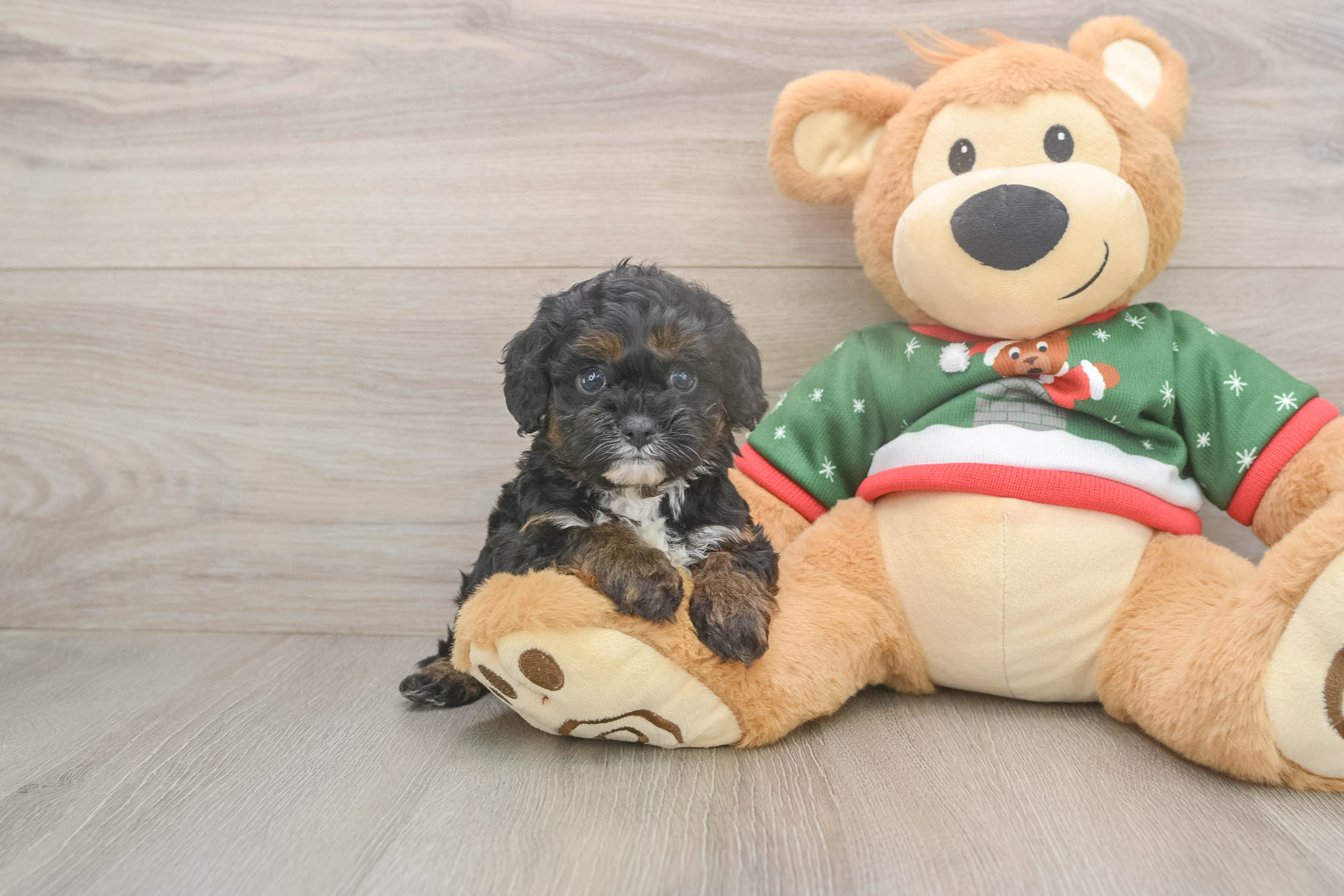 Cavapoo Puppy for Adoption