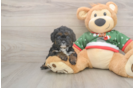 Cavapoo Puppy for Adoption