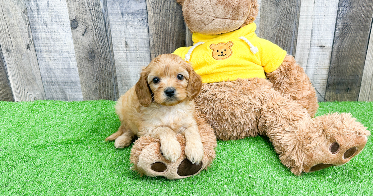 Friendly Cavapoo Betsie: 4lb 2oz Doodle Puppy
