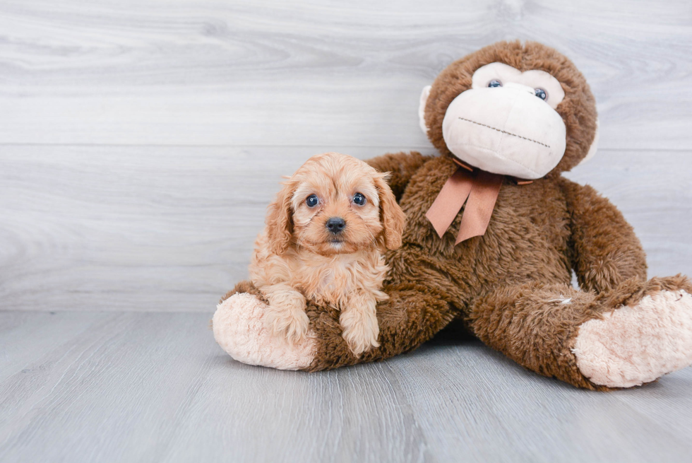 Cavapoo Pup Being Cute