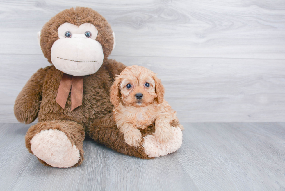 Energetic Cavoodle Poodle Mix Puppy