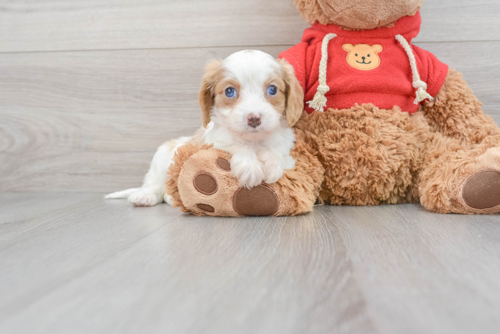 Cavapoo Pup Being Cute