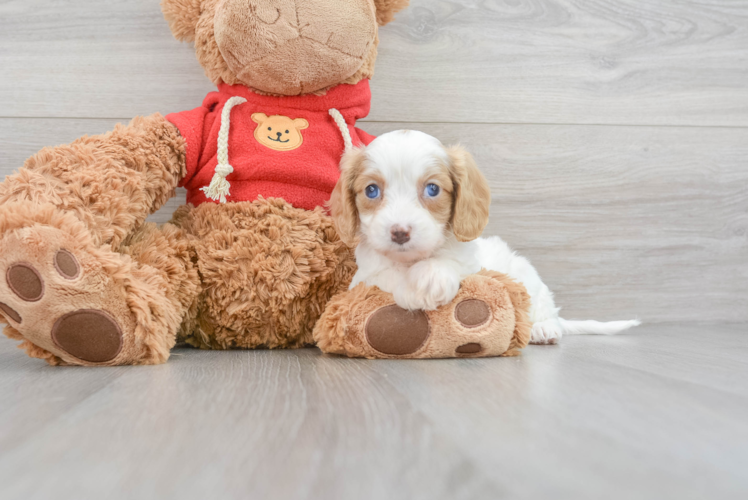 Cavapoo Pup Being Cute