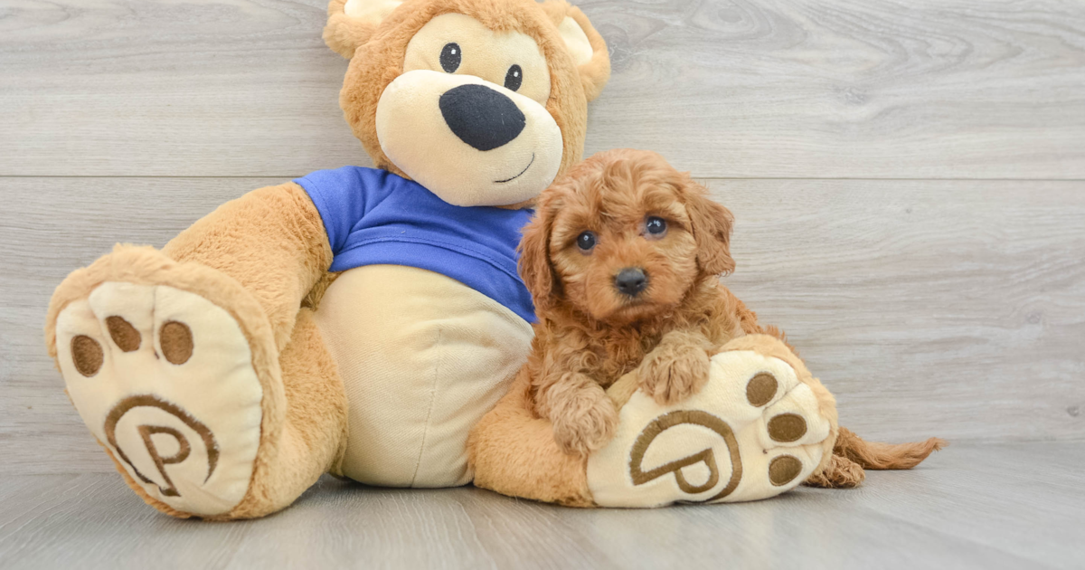 Funny Cavapoo Betsie: 4lb 2oz Doodle Puppy