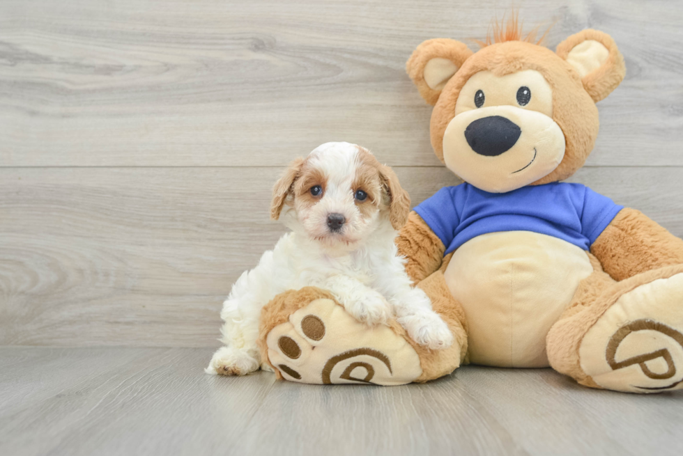 Smart Cavapoo Poodle Mix Pup