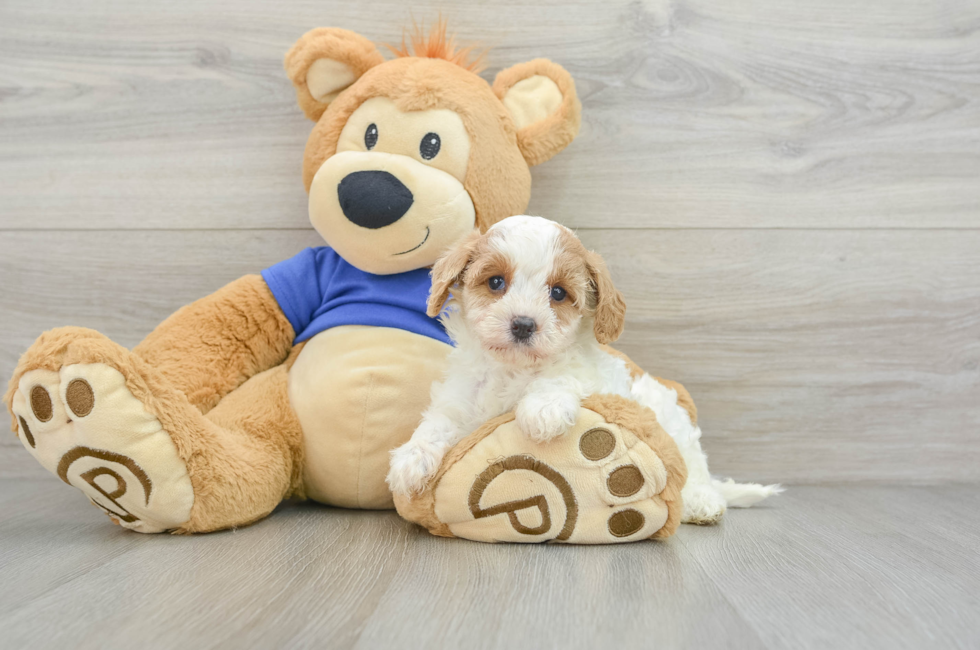 6 week old Cavapoo Puppy For Sale - Premier Pups