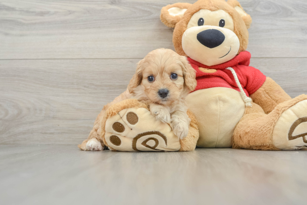 Cavapoo Pup Being Cute