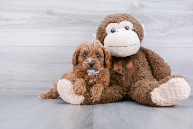 Sweet Cavapoo Baby