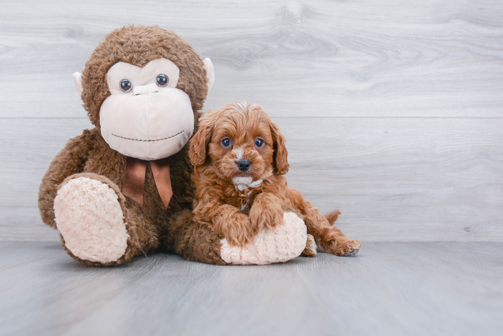 Sweet Cavapoo Baby