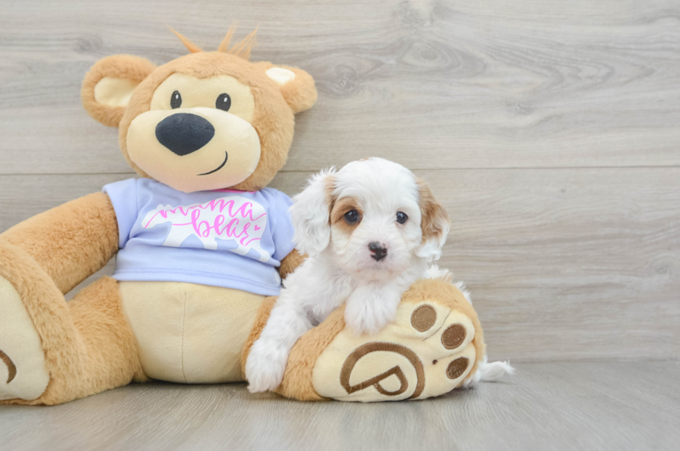 5 week old Cavapoo Puppy For Sale - Premier Pups