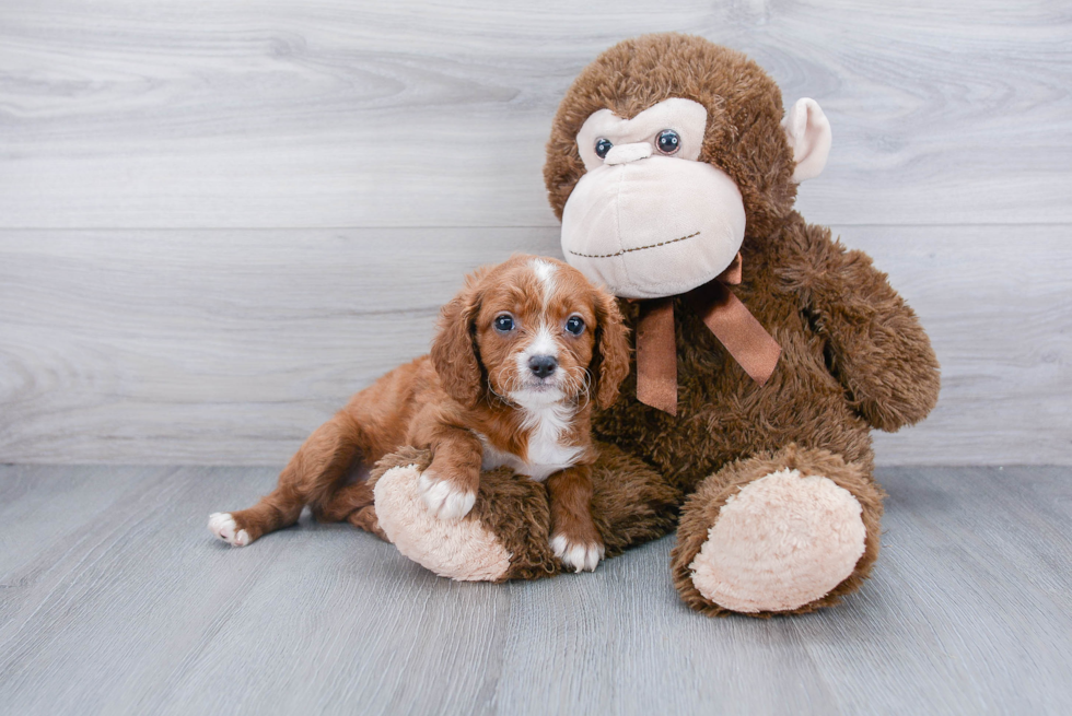 Little Cavoodle Poodle Mix Puppy