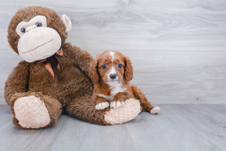 Small Cavapoo Baby