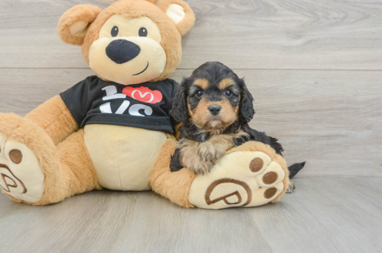 Best Cavapoo Baby
