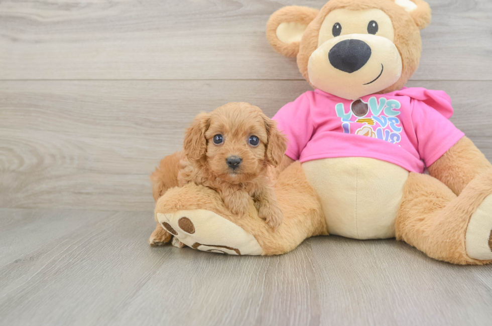 6 week old Cavapoo Puppy For Sale - Premier Pups