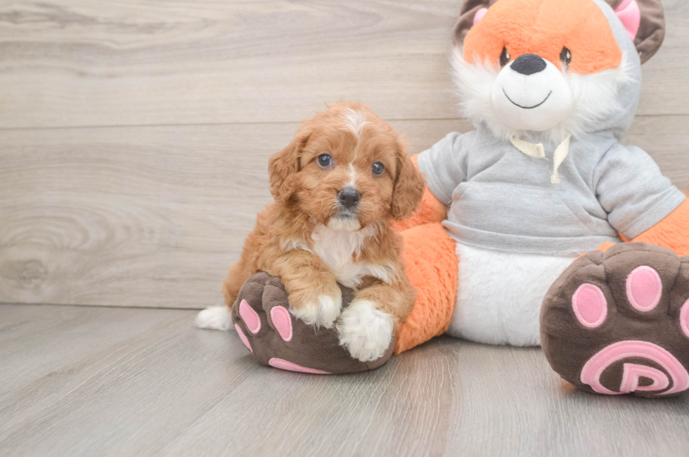 5 week old Cavapoo Puppy For Sale - Premier Pups