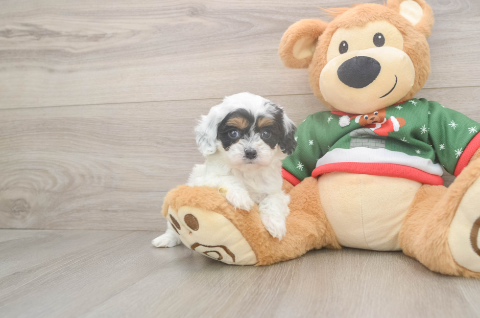 5 week old Cavapoo Puppy For Sale - Premier Pups
