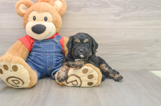 Playful Cavapoodle Poodle Mix Puppy