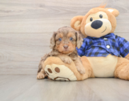 8 week old Cavapoo Puppy For Sale - Premier Pups