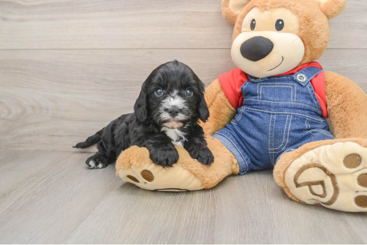 Popular Cavapoo Poodle Mix Pup