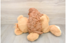 Cavapoo Pup Being Cute