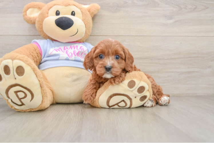 Best Cavapoo Baby