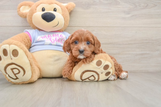 Best Cavapoo Baby