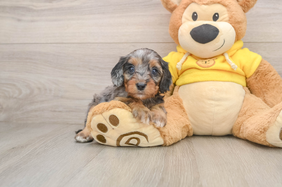 Cavapoo Puppy for Adoption