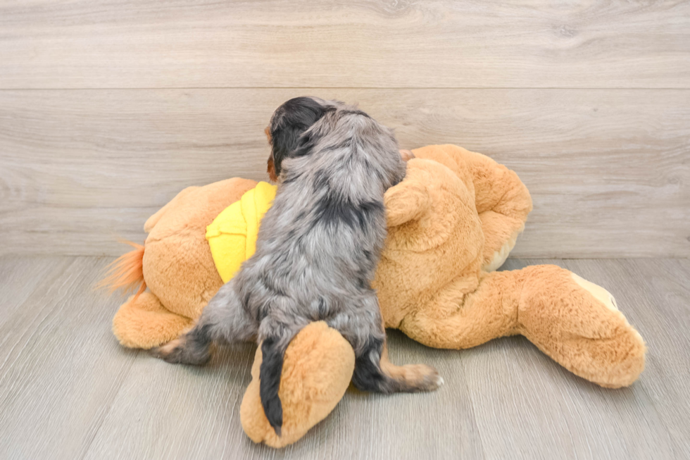 Sweet Cavapoo Baby