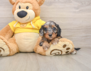 8 week old Cavapoo Puppy For Sale - Premier Pups