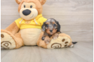 Cavapoo Puppy for Adoption