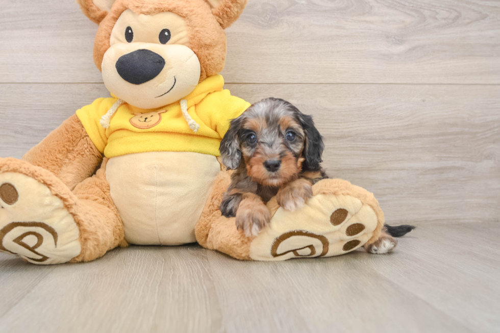 Cavapoo Puppy for Adoption