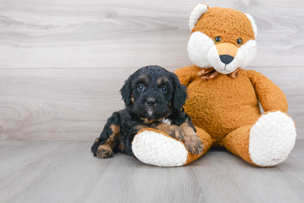 Cavapoo Pup Being Cute