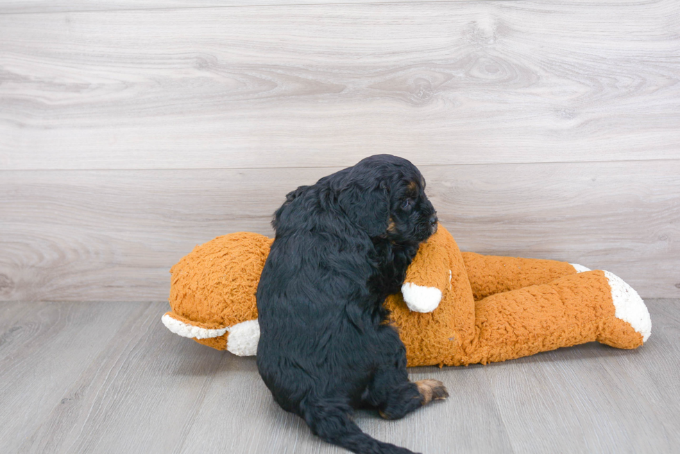 Hypoallergenic Cavoodle Poodle Mix Puppy