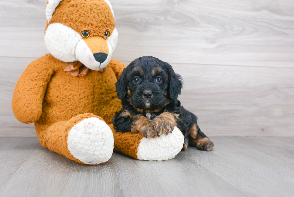 Energetic Cavoodle Poodle Mix Puppy