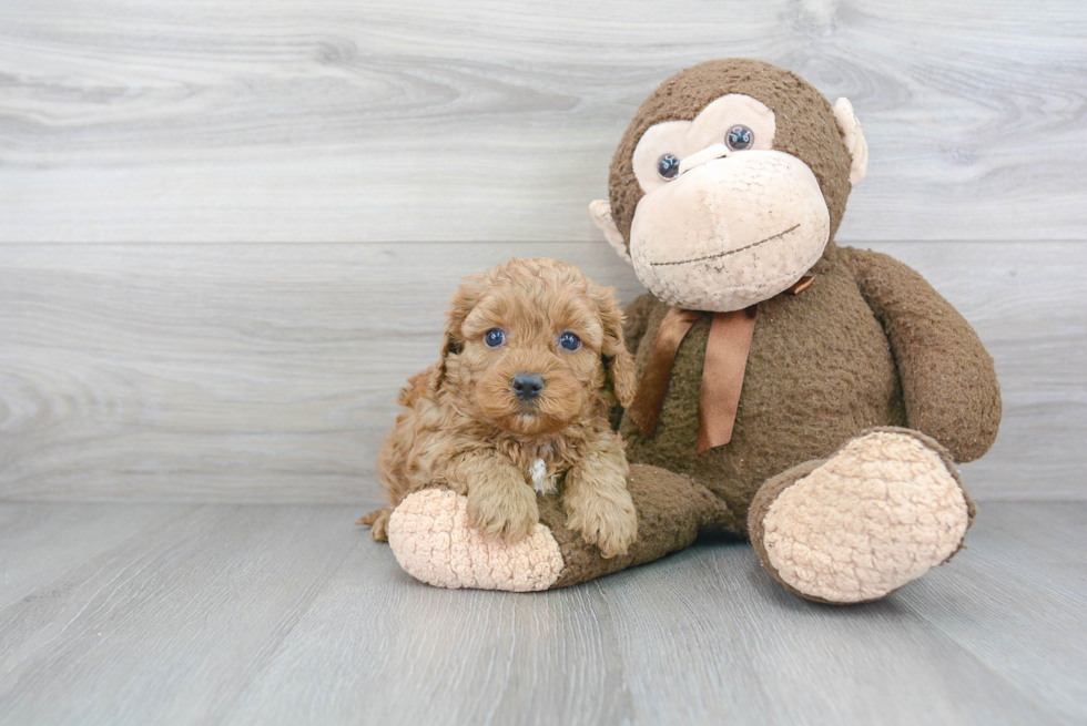 Sweet Cavapoo Baby