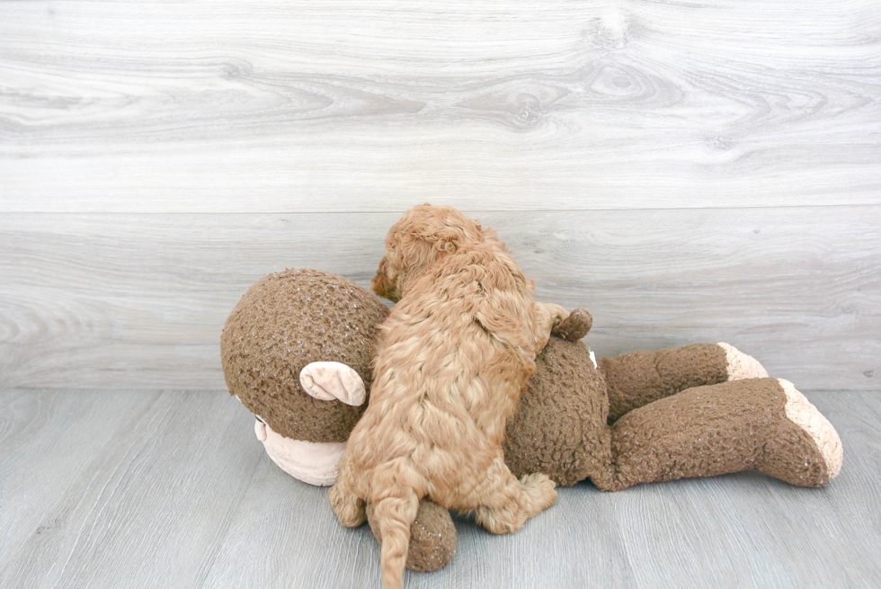 Cavapoo Puppy for Adoption