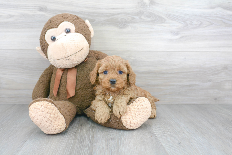 Petite Cavapoo Poodle Mix Pup