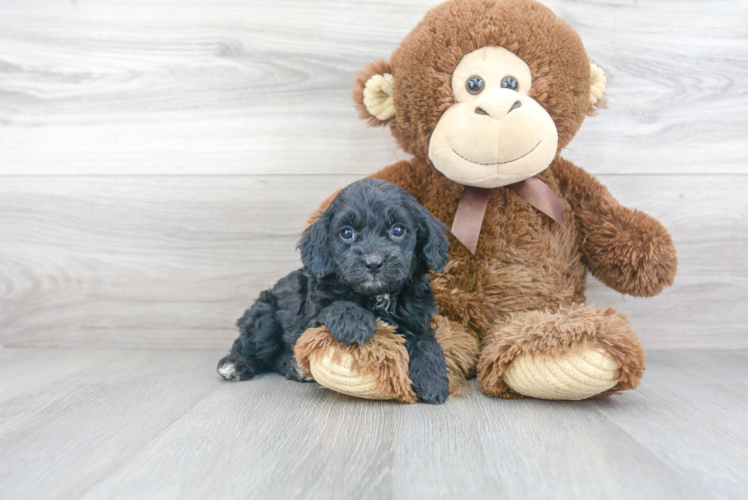 Hypoallergenic Cavoodle Poodle Mix Puppy