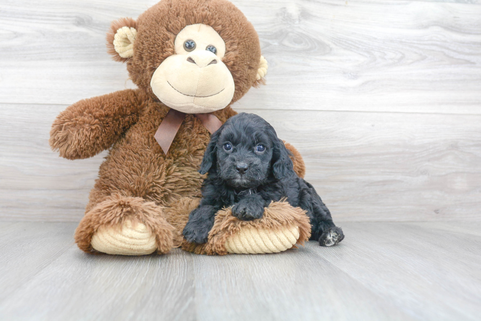 Funny Cavapoo Poodle Mix Pup