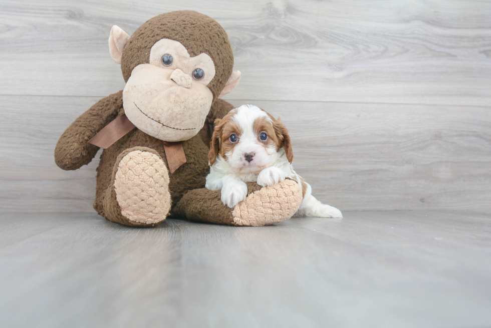 Fluffy Cavapoo Poodle Mix Pup