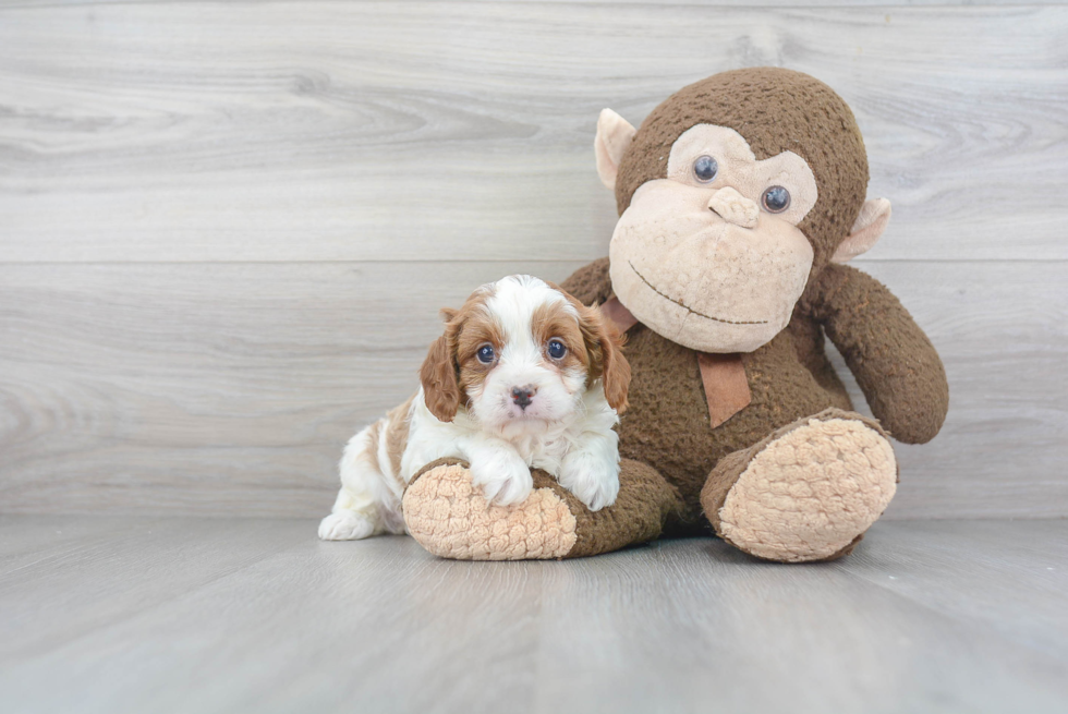 Best Cavapoo Baby