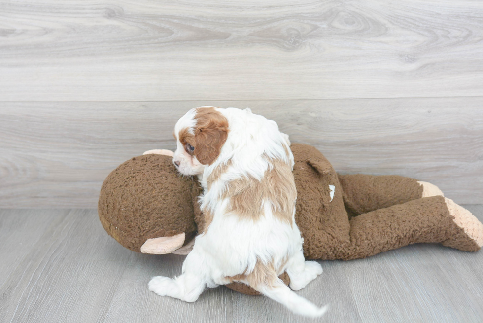 Cute Cavapoo Baby