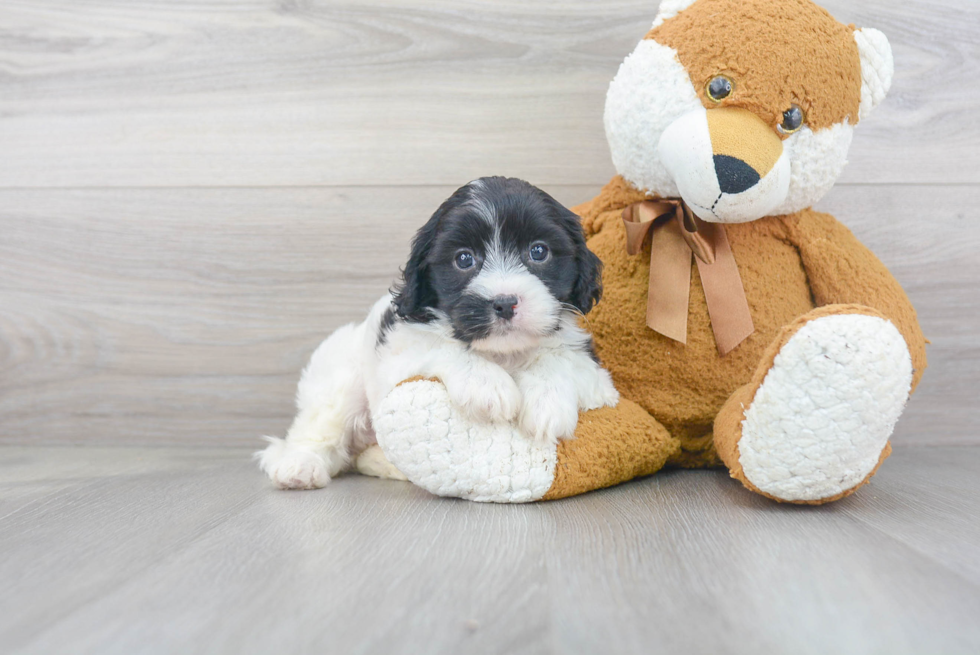 Hypoallergenic Cavoodle Poodle Mix Puppy