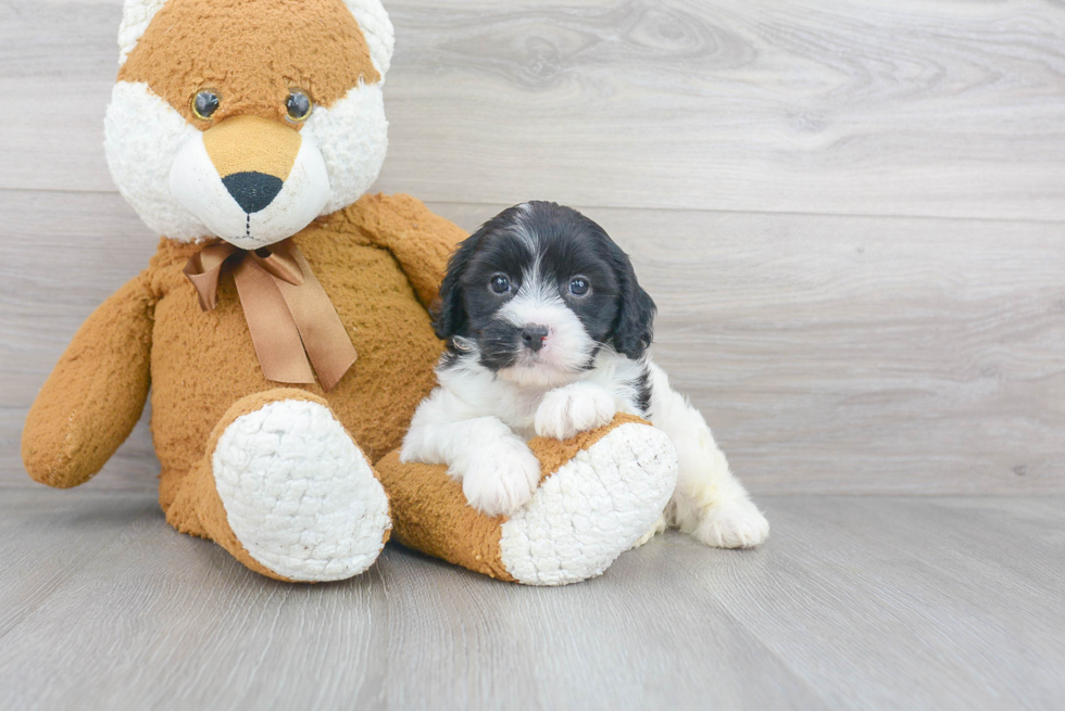 Energetic Cavoodle Poodle Mix Puppy