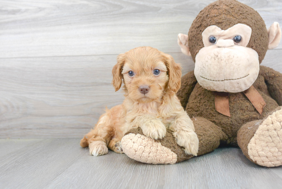 Cavapoo Pup Being Cute