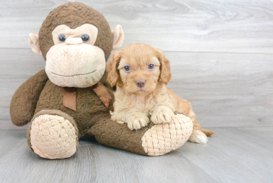 Cavapoo Puppy for Adoption