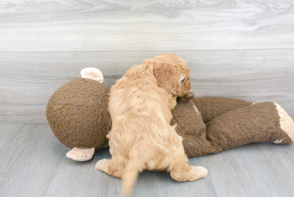 Sweet Cavapoo Baby