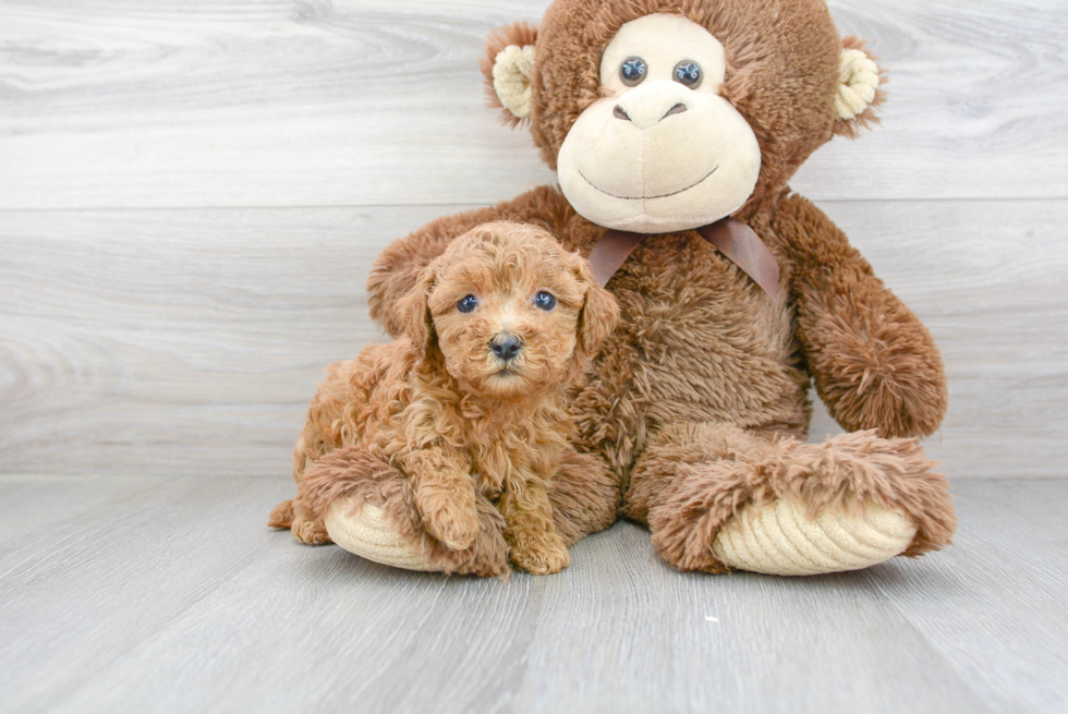 Energetic Cavoodle Poodle Mix Puppy