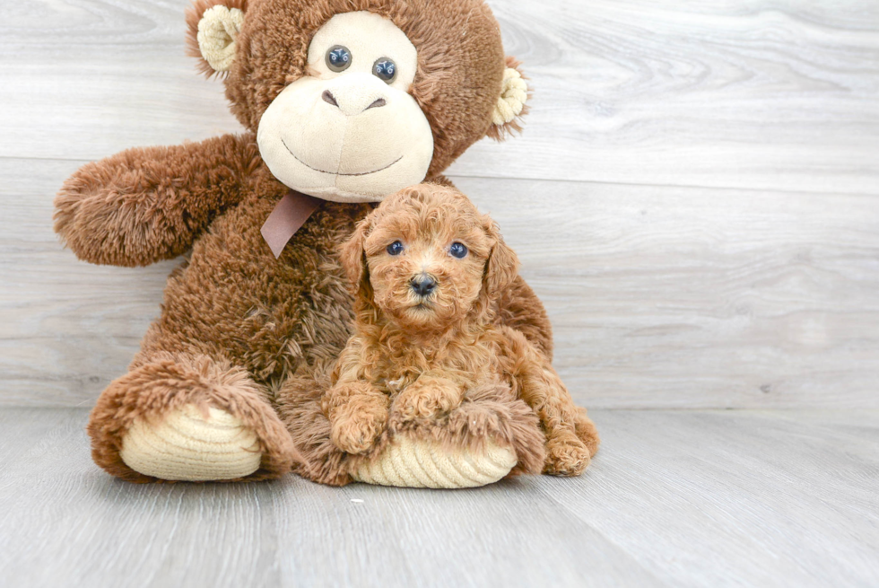 Best Cavapoo Baby